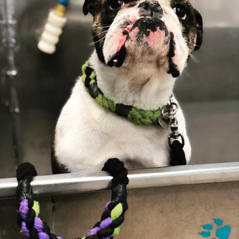 Pet Supplies Plus Phoenixville - Pet Stores Near Me - Phoenixville, Pennsylvania Pet Supplies Plus Phoenixville - Pet Stores Near Me - Phoenixville, Pennsylvania