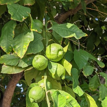 Tucson / Lazydays KOA - Lime tree - Campgrounds Near Me - Tucson, Arizona