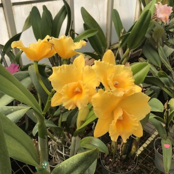 Silva's Orchids - Nurseries & Gardening Near Me - Neptune, New Jersey