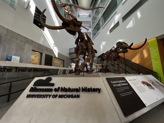 University of Michigan Museum of Natural History by null
