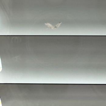 Windows Plus - A bird is captured mid-flight against a reflective metallic background, possibly a ceiling or wall, with a blurred appearance. - Windows Installation Near Me - Cincinnati, Ohio