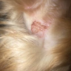 Fresh Paws on the Go - irritated skin by where a mat was shaved off behind the ear