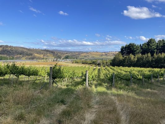 Mount Majura Vineyard by null
