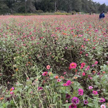 Holland Farms - Wildflower patch you can pick from to make your own bouquet - Fruits & Veggies Near Me - Milton, Florida Holland Farms - Wildflower patch you can pick from to make your own bouquet - Fruits & Veggies Near Me - Milton, Florida