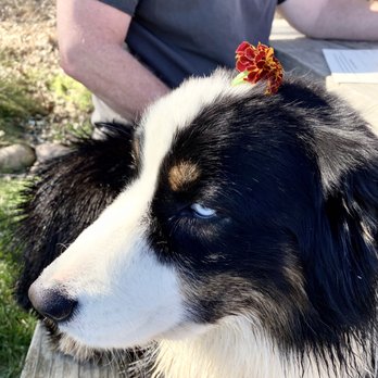 Refugio Ranch Vineyards - Ozzie, the resident doggo - Wine Bars Near Me - Los Olivos, California Refugio Ranch Vineyards - Ozzie, the resident doggo - Wine Bars Near Me - Los Olivos, California