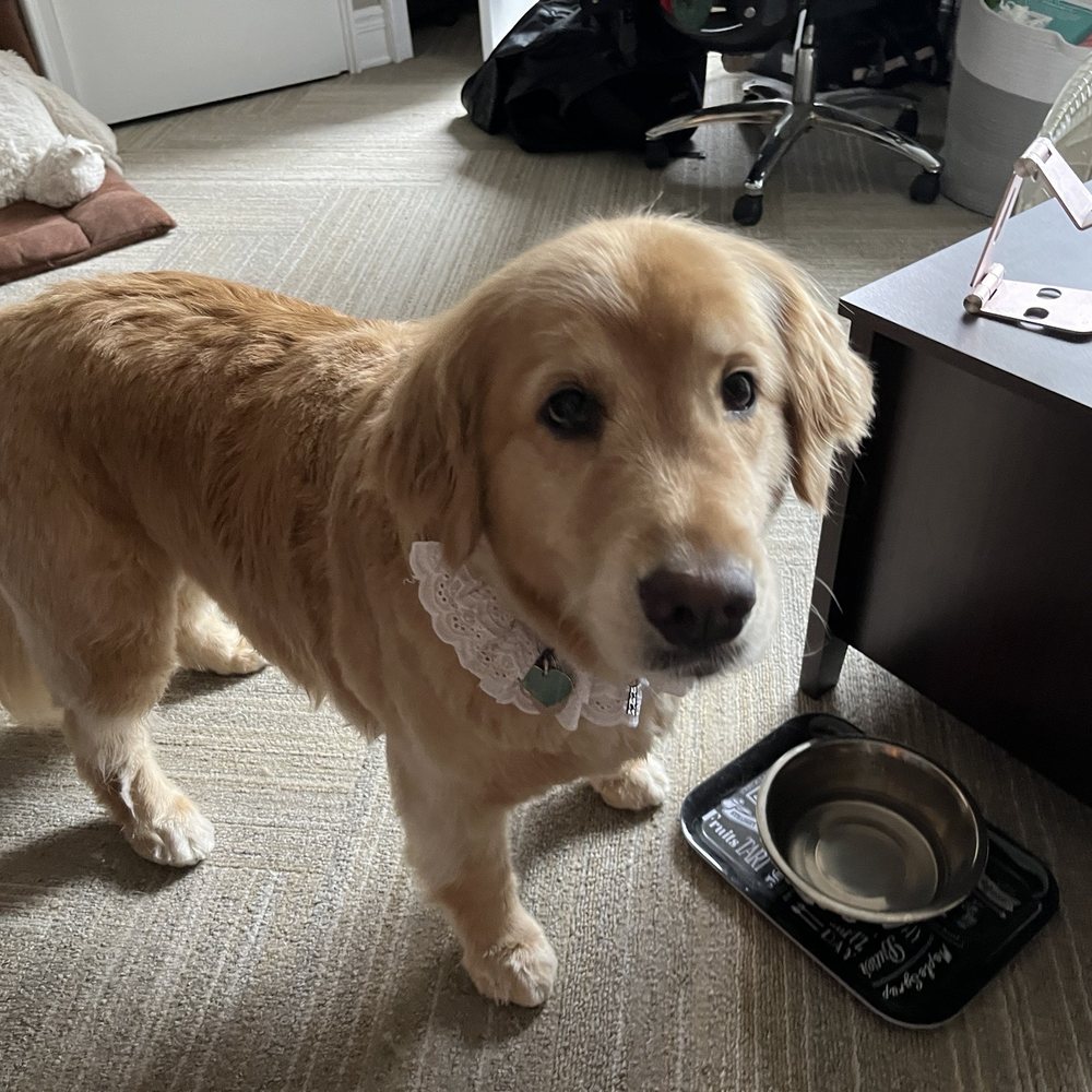 Pupstudio - Waffles the golden retriever - Pet Stores Near Me - New York, New York Pupstudio - Waffles the golden retriever - Pet Stores Near Me - New York, New York