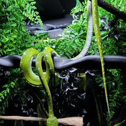Pets Plus-Reptiles & Exotic Fish - She looks a lot better now due to me having direct access to veterinarians, and their medicines. I am the only reason she's still alive.