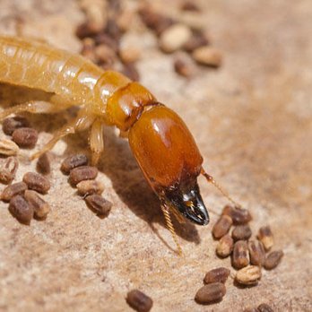 Bacon's Termite & Pest Control - termites - Pest Control Near Me - Glenarm, Illinois