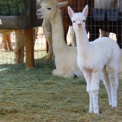 Humming Desert Alpacas