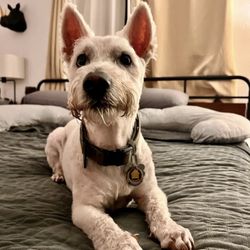 Advanced Veterinary Care Center - Handsome pose!