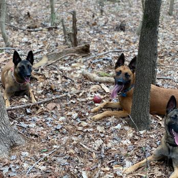 No Barking Back - Pet Training Near Me No Barking Back - Pet Training Near Me
