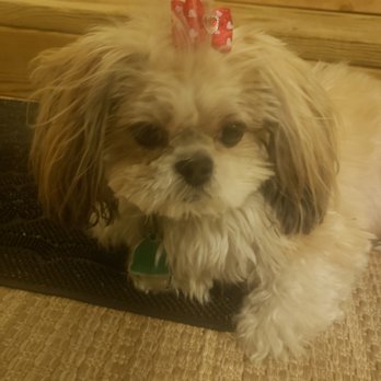 Ark Animal Hospital - THIS IS WHAT I GOT...I HATE IT - Pet Groomers Near Me - Hiram, Georgia