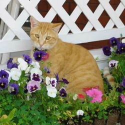 Chestnut Street Inn - Pumpkin Pie enjoying the flowers
