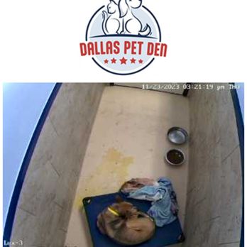 Dallas Pet Den - Pet Sitting Near Me - Dallas, Texas Dallas Pet Den - Pet Sitting Near Me - Dallas, Texas