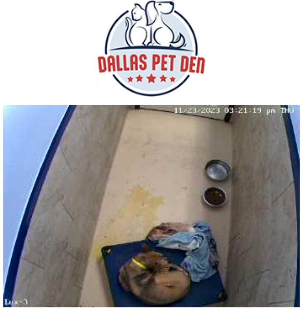 Dallas Pet Den - pet boarding facility in Dallas, TX