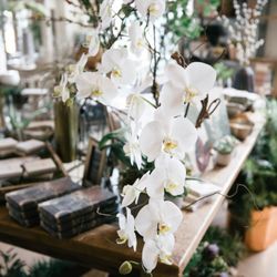 Vintage Magnolia