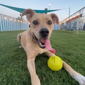 Roadrunner Lodge Motel - Lil dogpark - Hotels Near Me - Tucumcari, New Mexico Roadrunner Lodge Motel - Lil dogpark - Hotels Near Me - Tucumcari, New Mexico