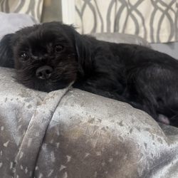 Lovely Puppy House - My little buddy after