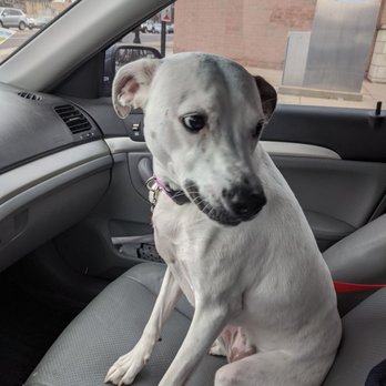 Wright Way Rescue - "Maggie" on her Freedom Ride - Animal Shelters Near Me - Morton Grove, Illinois Wright Way Rescue - "Maggie" on her Freedom Ride - Animal Shelters Near Me - Morton Grove, Illinois