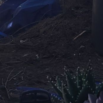 Treepro - If they would have used a blower it would have been a disaster of cypress needles. These all came up with the tarp they laid down. - Tree Services Near Me - Las Vegas, Nevada