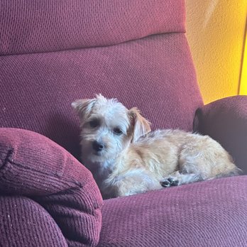 Dawgie Styles - Pet Groomers Near Me - Lake Elsinore, California