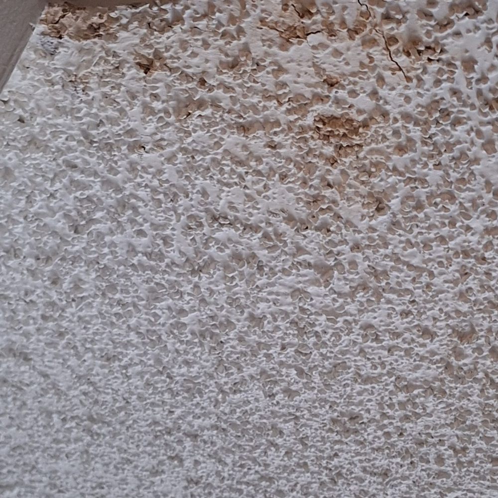 Hey do you want termites in your apartment come here You want cockroaches in your apartment come here Hey do you want termites in your apartment come here You want cockroaches in your apartment come here