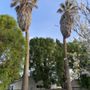 Photo of Millan Tree Service