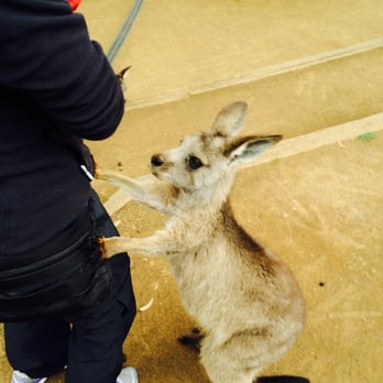 Bonarong Wildlife Sanctuary - Zoos Near Me - Brighton, TAS