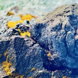 Richardson Ocean Park - Be careful the crabs are black and blend with the lavas rocks