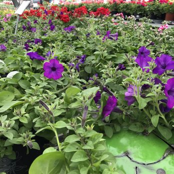 Green's Produce and Plants - Loved the flowers. - Nurseries & Gardening Near Me - Arlington, Texas