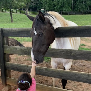 Chestatee Wild Life Preserve - Feeding a horse - Zoos Near Me - Dahlonega, Georgia