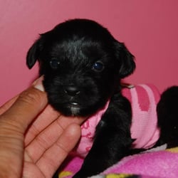 Texas Designer Puppies