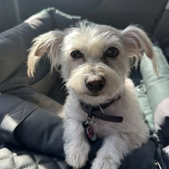 ShamPooches - Lulu being picked up ! - Pet Groomers Near Me - San Ramon, California ShamPooches - Lulu being picked up ! - Pet Groomers Near Me - San Ramon, California