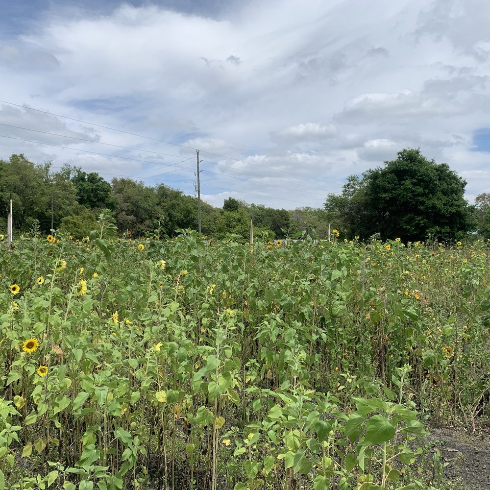 Stanley Pond Adventure Farm - Sunflower field at Stanley Pond Adventure Farm - Amusement Parks Near Me - Astatula, Florida Stanley Pond Adventure Farm - Sunflower field at Stanley Pond Adventure Farm - Amusement Parks Near Me - Astatula, Florida