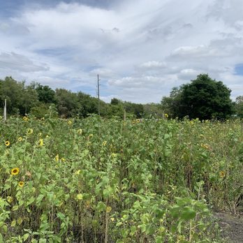 Stanley Pond Adventure Farm - Sunflower field at Stanley Pond Adventure Farm - Amusement Parks Near Me - Astatula, Florida Stanley Pond Adventure Farm - Sunflower field at Stanley Pond Adventure Farm - Amusement Parks Near Me - Astatula, Florida