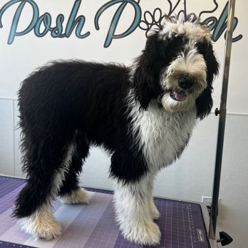 Posh Pooch - Before - Pet Groomers Near Me - Seal Beach, California Posh Pooch - Before - Pet Groomers Near Me - Seal Beach, California