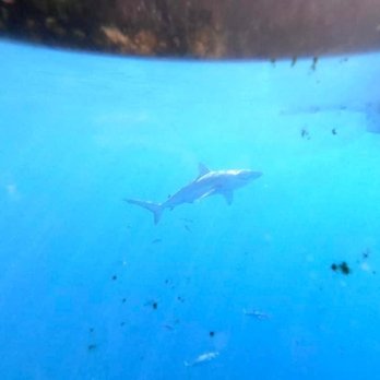 Hawaii Shark Encounters - Diving Near Me - Haleiwa, Hawaii Hawaii Shark Encounters - Diving Near Me - Haleiwa, Hawaii