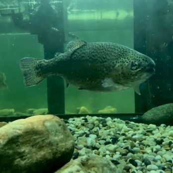 Appalachian Rivers Aquarium - Trout? - Aquariums Near Me - Bryson City, North Carolina
