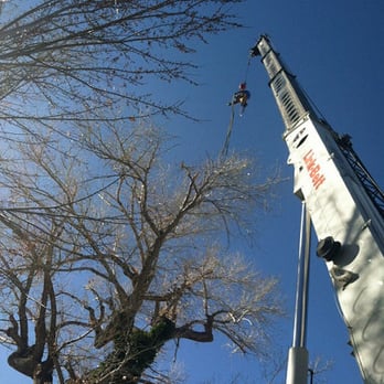 Battle Born Tree Service - Tree Services Near Me - Carson City, Nevada