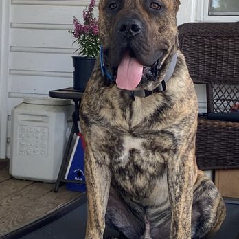 Healing Paws Veterinary Wellness Center - Guillermo- 10 month old Presa Canario - Veterinarians Near Me - Severna Park, Maryland Healing Paws Veterinary Wellness Center - Guillermo- 10 month old Presa Canario - Veterinarians Near Me - Severna Park, Maryland