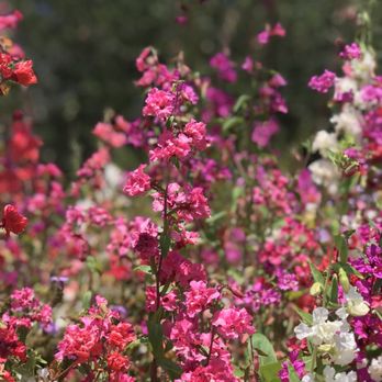 California Botanic Garden - Botanical Gardens Near Me - Claremont, California