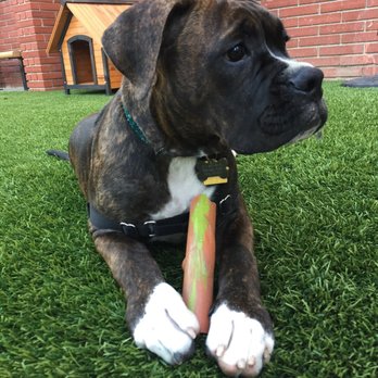 Pet Food Express - Pet Stores Near Me - Glendale, California