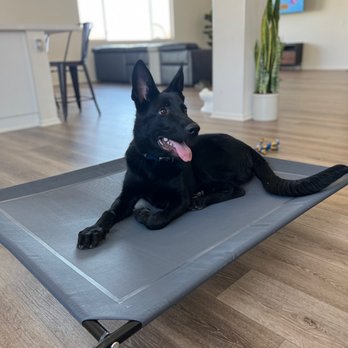 Butterworth Dog Training - Pet Training Near Me