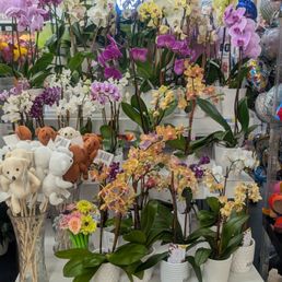 flowers flowers