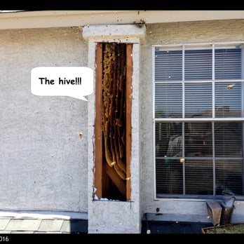 Punch Honeybee Company - Pest Control Near Me