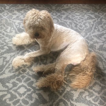 Petropolis - After Petropolis - Pet Sitting Near Me - Chesterfield, Missouri