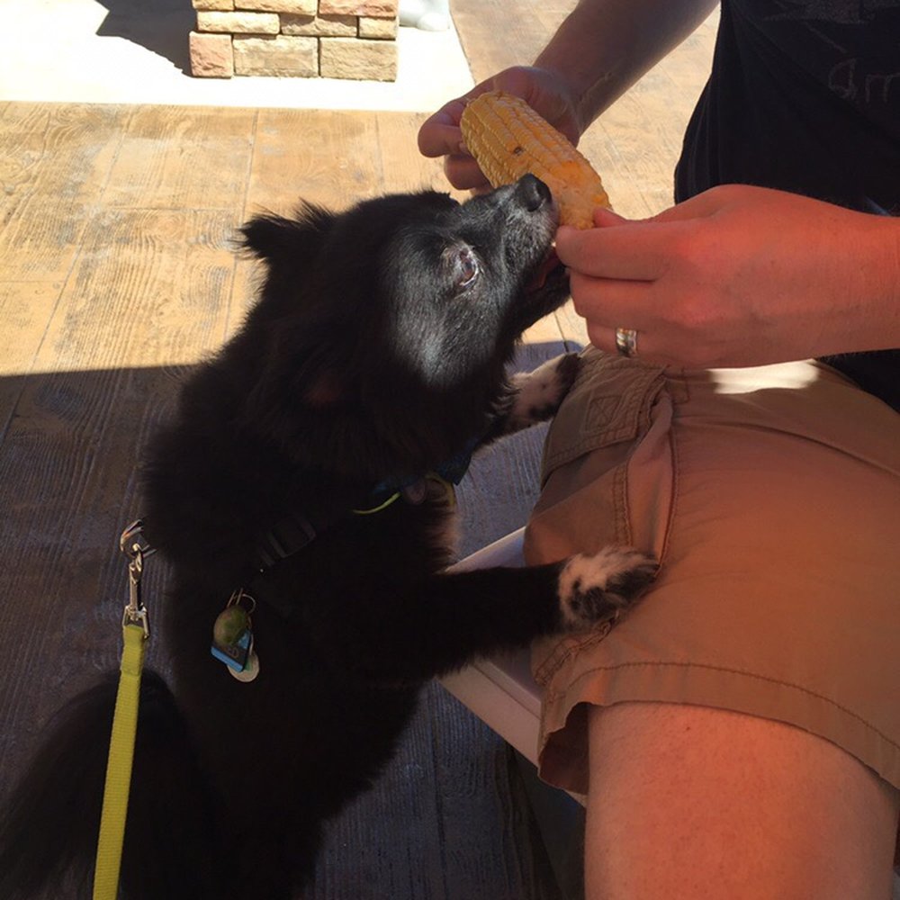 Dune Dogz - The corn is human and Pom approved. - Fast Food Near Me - Holland, Michigan Dune Dogz - The corn is human and Pom approved. - Fast Food Near Me - Holland, Michigan