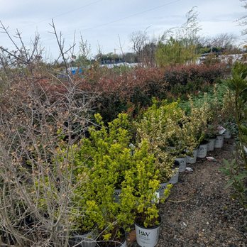 Home Grown Plants - Nurseries & Gardening Near Me - Farmersville, Texas