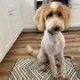 Photo of Lovely Pet Grooming