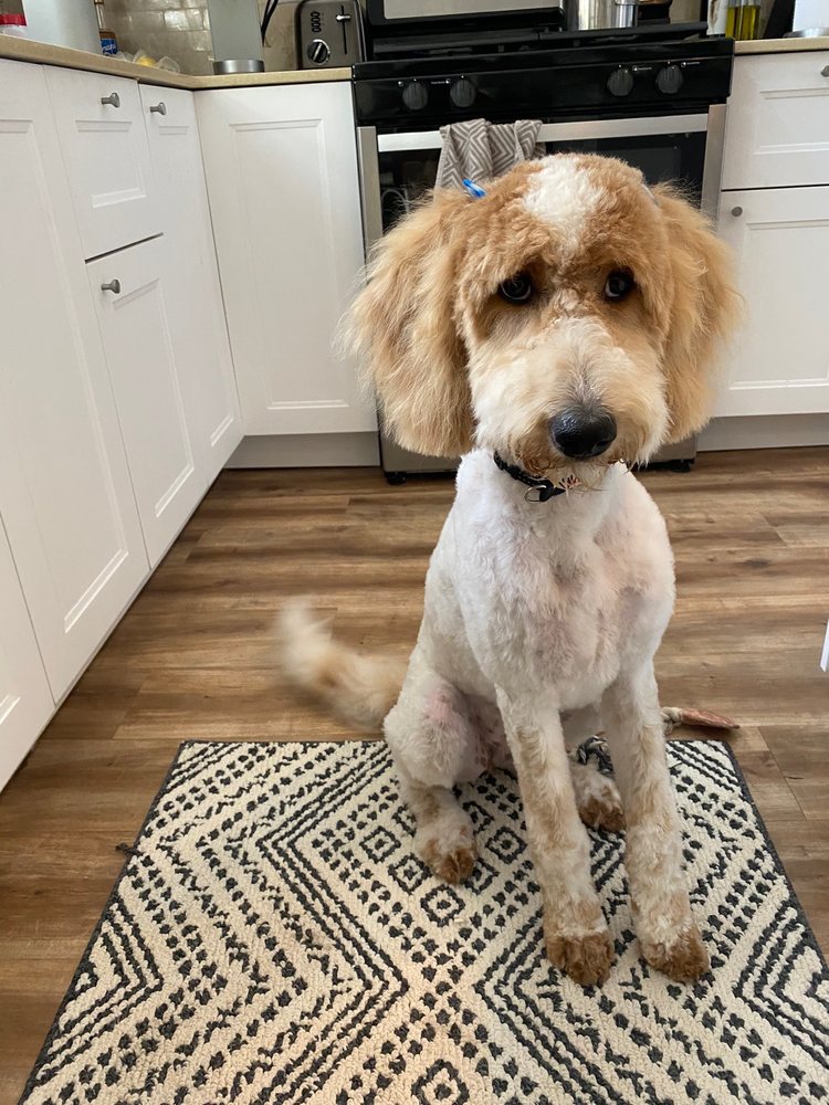Image showcasing LOVELY PET GROOMING - Updated October 2025 - 10 Photos - 101 98th St NW ...